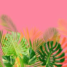 Jungle Lily Fragrance Oil