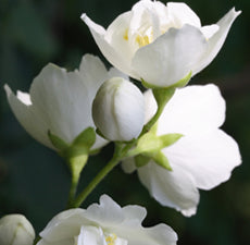 Midnight Jasmine Fragrance Oil