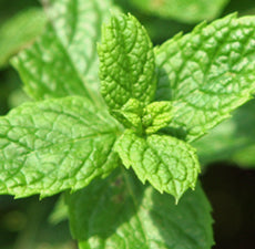 Peppermint Fragrance Oil