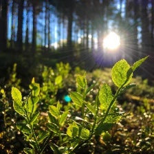 Forest Mist Fragrance Oil