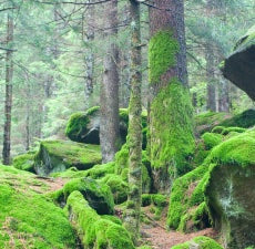 Woodland Theme Fragrance OIl