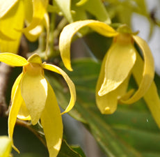 Ylang Ylang Fragrance Oil
